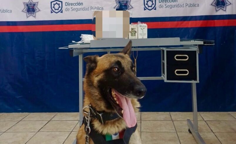 Unidad Canina de Torreón detecta paquete con droga en empresa de paquetería