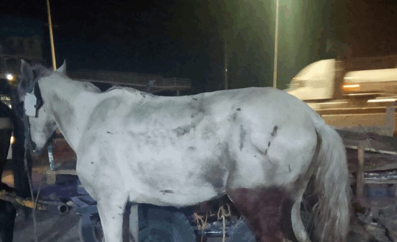 Fallece Palomino, el caballo que fue arrollado en accidente vial
