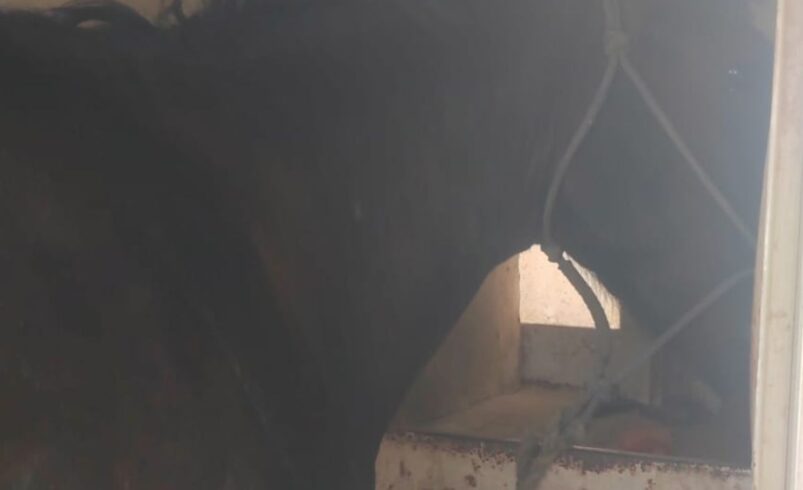 Sin rastro del caballo agredido con pala en Torreón; aseguran a otro en propiedad del presunto agresor