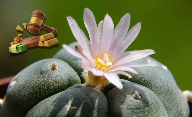 ¿De cuánto es la multa en México por tener una planta de peyote?