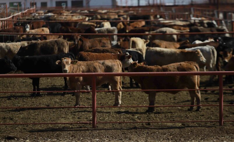 Estados Unidos suspende entrada de exportaciones de ganado mexicano por plaga de gusano barrenador