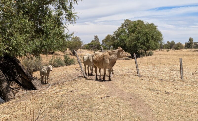 Preocupación en el sector agrícola y ganadero de Torreón ante la sequía y el estrés calórico
