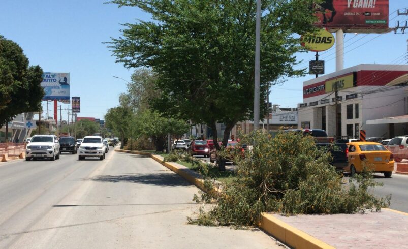No habrá ecocidio en retiro de árboles del Sistema Vial, asegura director de Medio Ambiente de Torreón