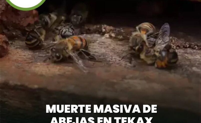 Muerte masiva de abejas en Tekax desata exigencia para prohibir el fipronil