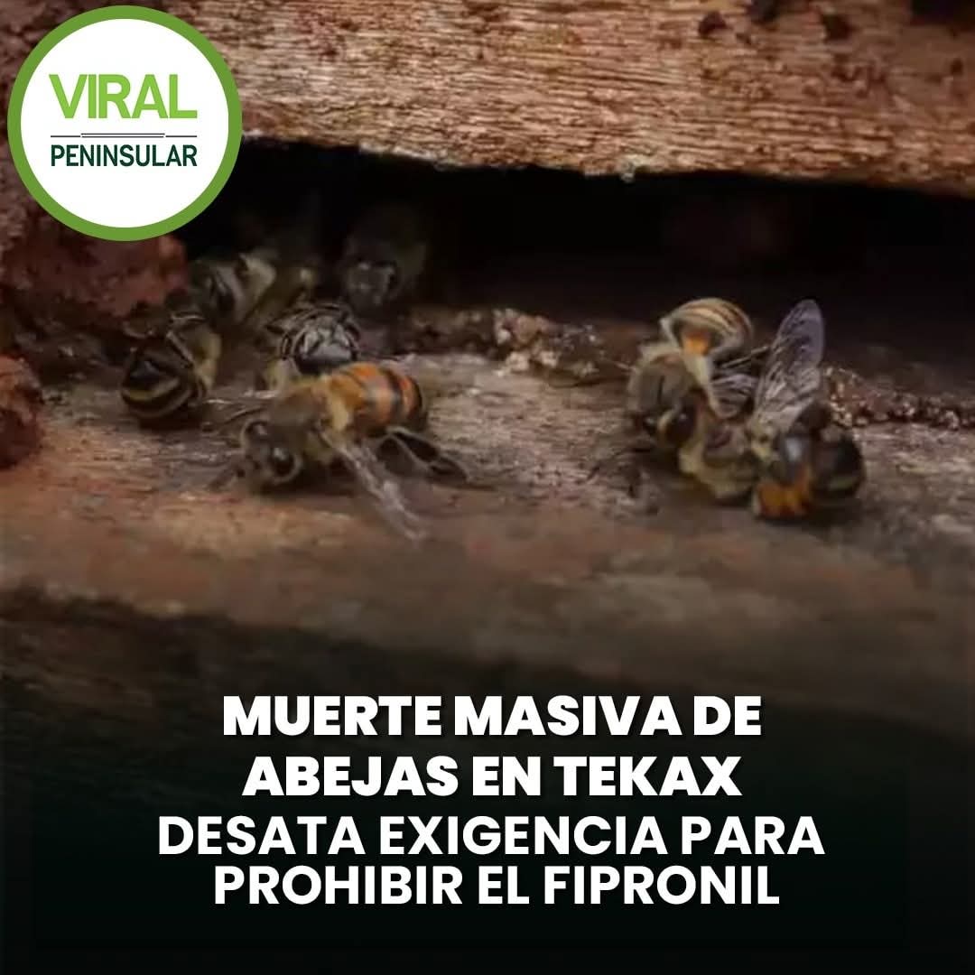 Muerte masiva de abejas en Tekax desata exigencia para prohibir el fipronil
