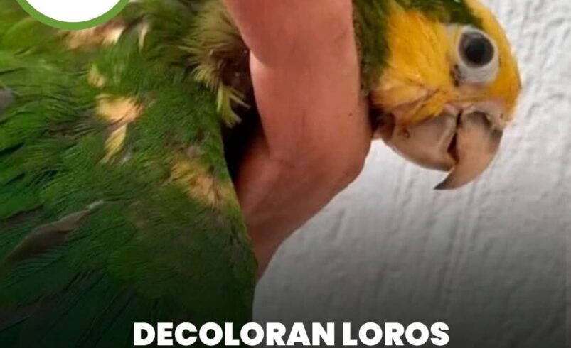 Decoloran loros para venderlos como especies exóticas en Yucatán