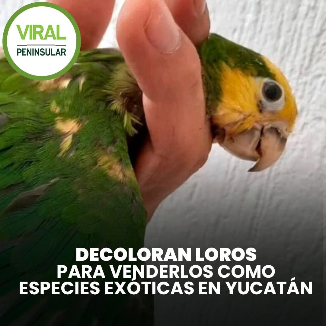 Decoloran loros para venderlos como especies exóticas en Yucatán