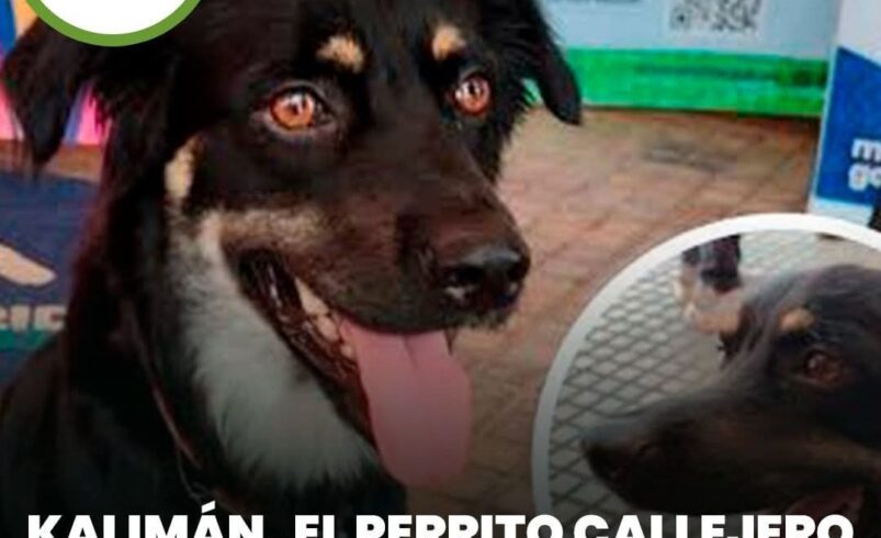 Kalimán, el perrito callejero que ahora es Director de Apoyo Emocional en el Ayuntamiento de Mérida