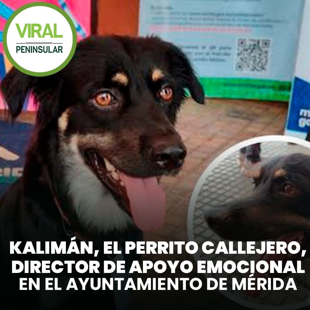 Kalimán, el perrito callejero que ahora es Director de Apoyo Emocional en el Ayuntamiento de Mérida