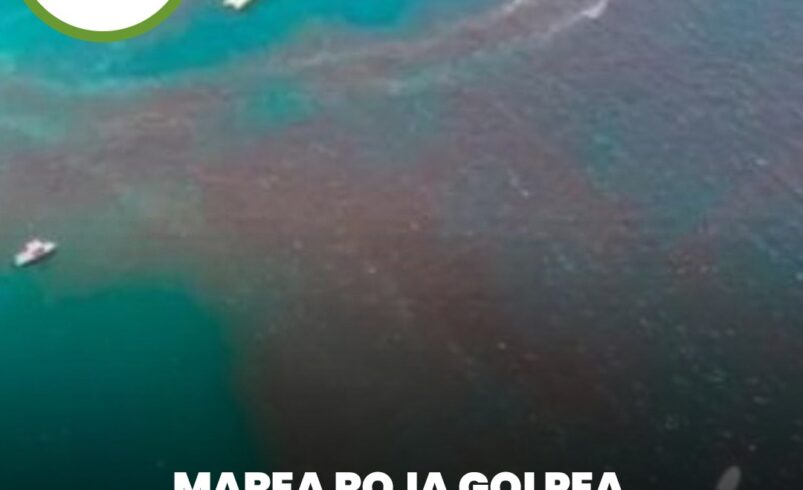 Marea roja golpea con fuerza al puerto de Chuburná