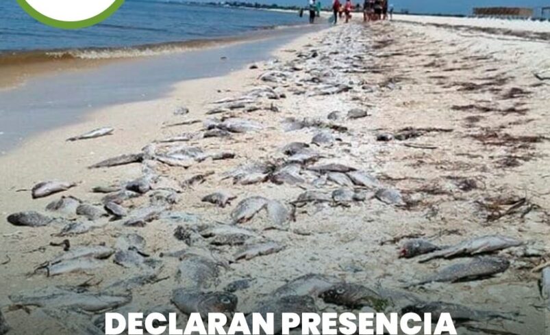 Declaran presencia de marea roja en costa de Yucatán
