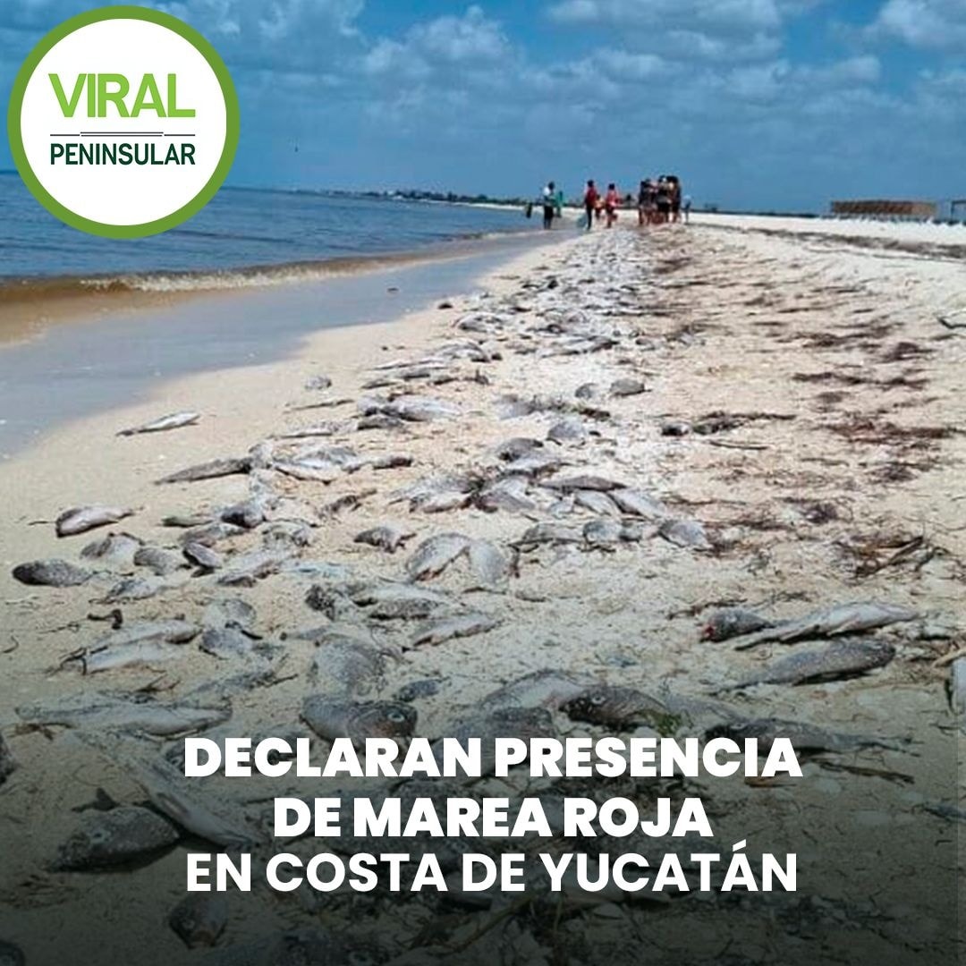 Declaran presencia de marea roja en costa de Yucatán