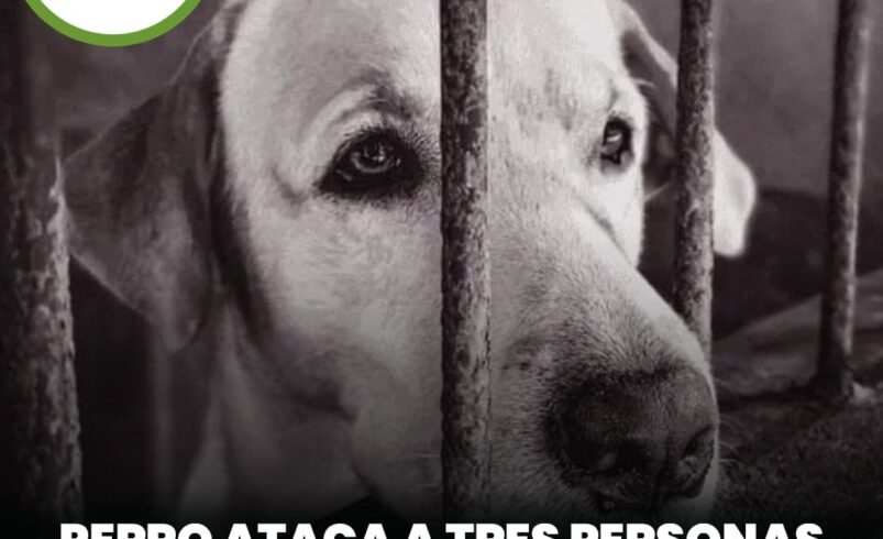 Perro ataca a tres personas en Sisal; autoridades lo resguarda