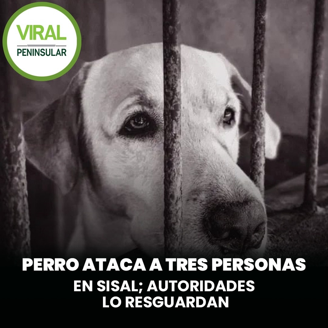 Perro ataca a tres personas en Sisal; autoridades lo resguarda