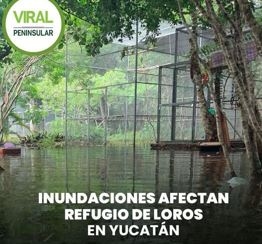 Inundaciones afectan refugio de loros en Yucatán