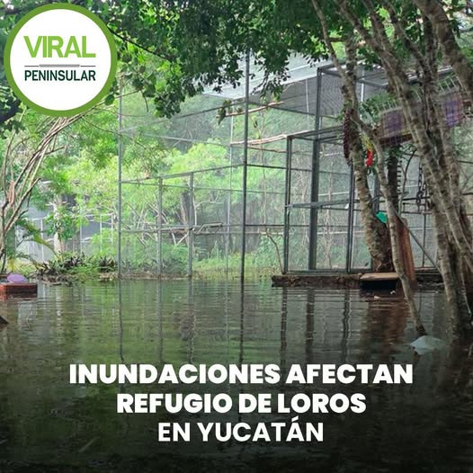 Inundaciones afectan refugio de loros en Yucatán