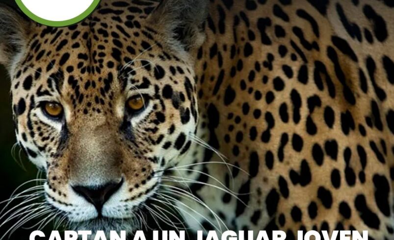 El CRIT Yucatán abrirá turno vespertino para atender a más niñas y niños con autismo
