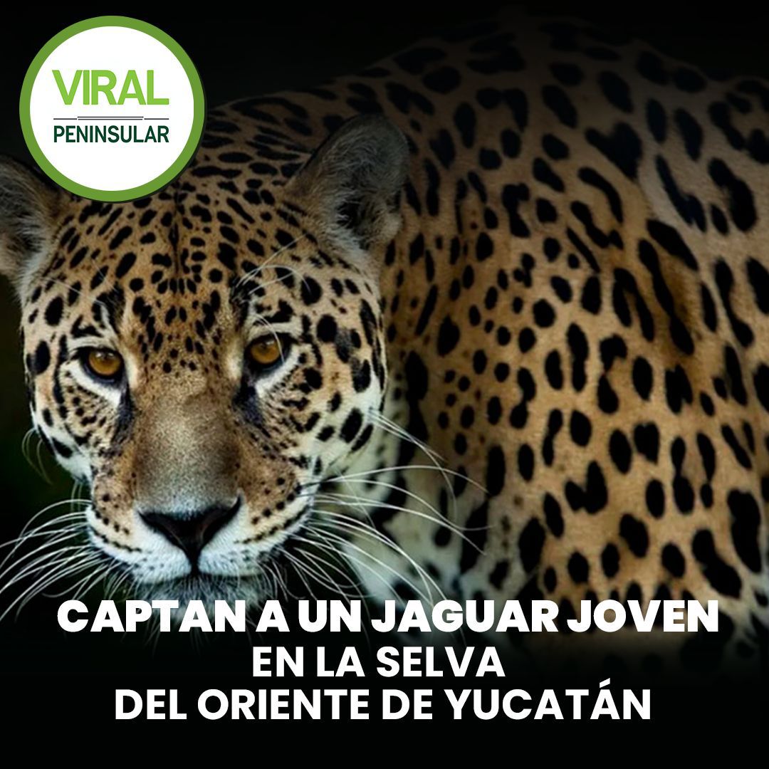 El CRIT Yucatán abrirá turno vespertino para atender a más niñas y niños con autismo