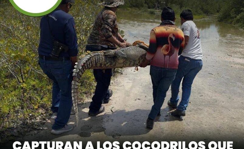 Capturan a los cocodrilos que mantenían en alerta a vecinos de Progreso