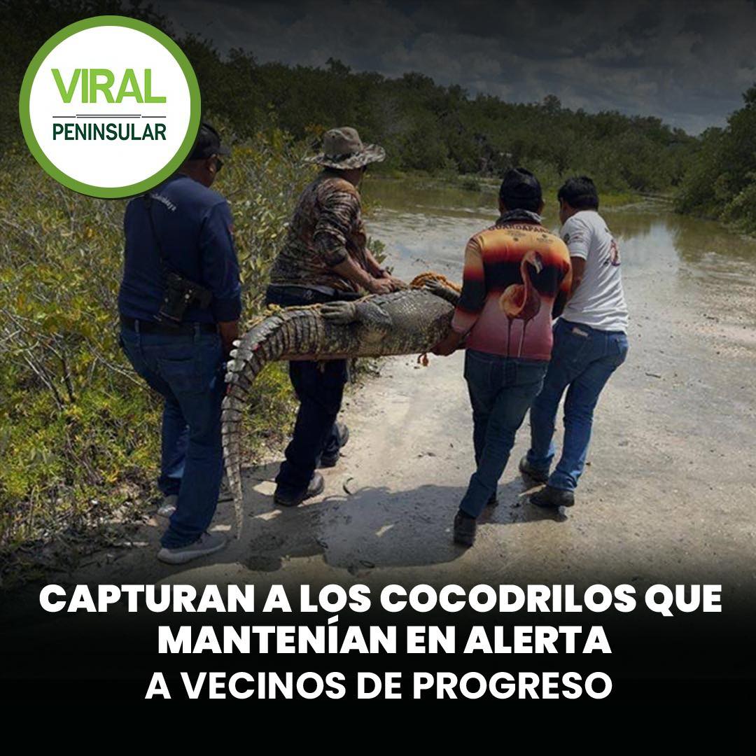 Capturan a los cocodrilos que mantenían en alerta a vecinos de Progreso