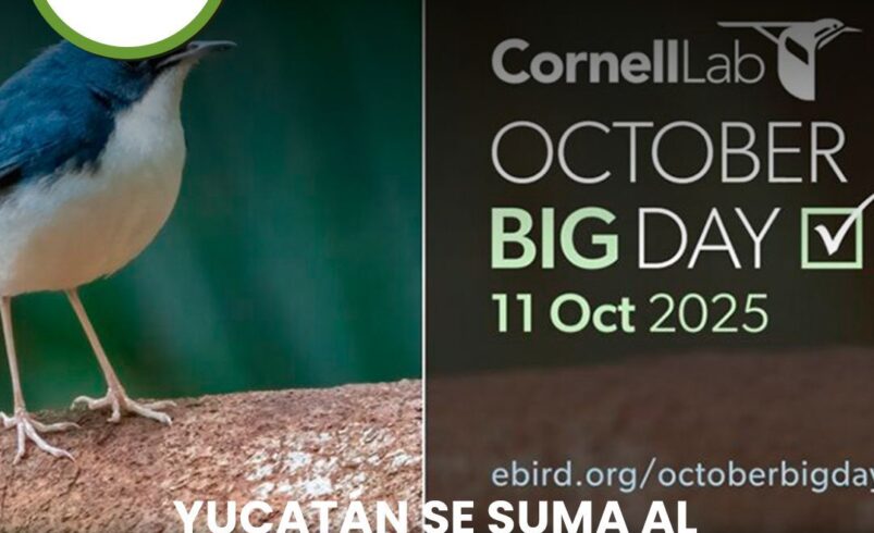 Yucatán se suma al “October Big Day”, el evento mundial de observación de aves