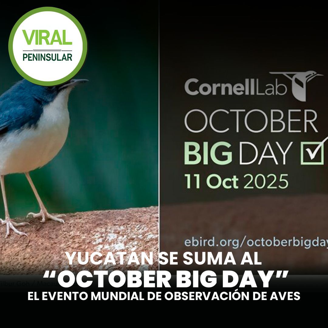 Yucatán se suma al “October Big Day”, el evento mundial de observación de aves