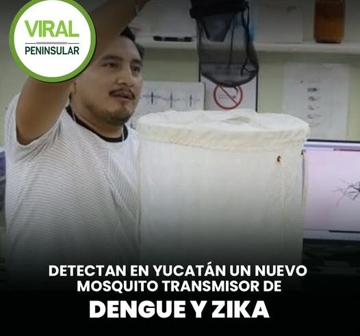 Detectan en Yucatán un nuevo mosquito transmisor de dengue y zika