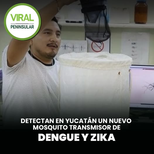 Detectan en Yucatán un nuevo mosquito transmisor de dengue y zika