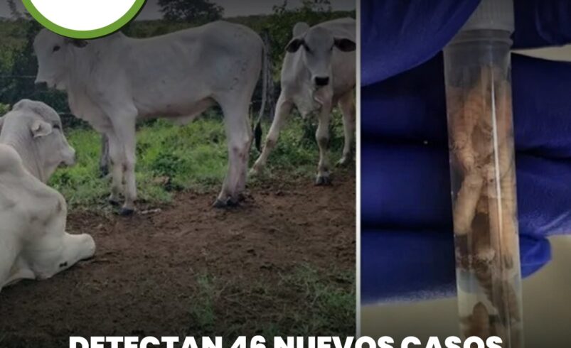 Detectan 46 nuevos casos de gusano barrenador en Yucatán; suman 704 en total