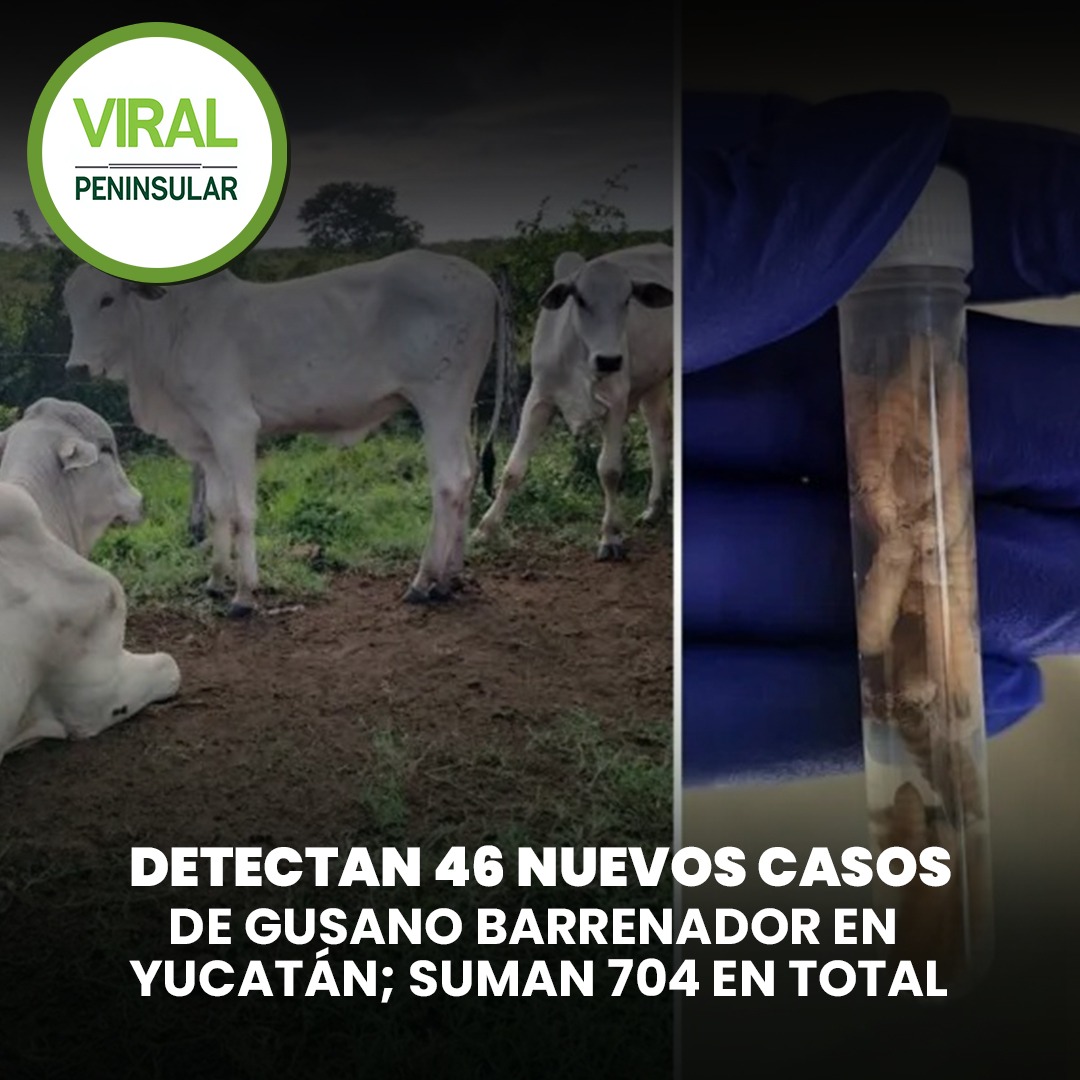 Detectan 46 nuevos casos de gusano barrenador en Yucatán; suman 704 en total