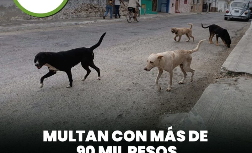 Multan con más de 90 mil pesos a responsable de abandono de perros en Ciudad Caucel