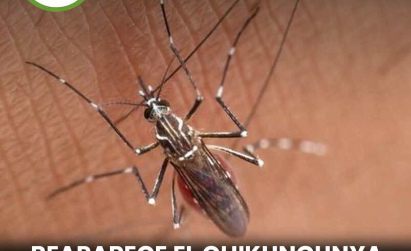 Reaparece el chikungunya en Yucatán tras siete años sin casos