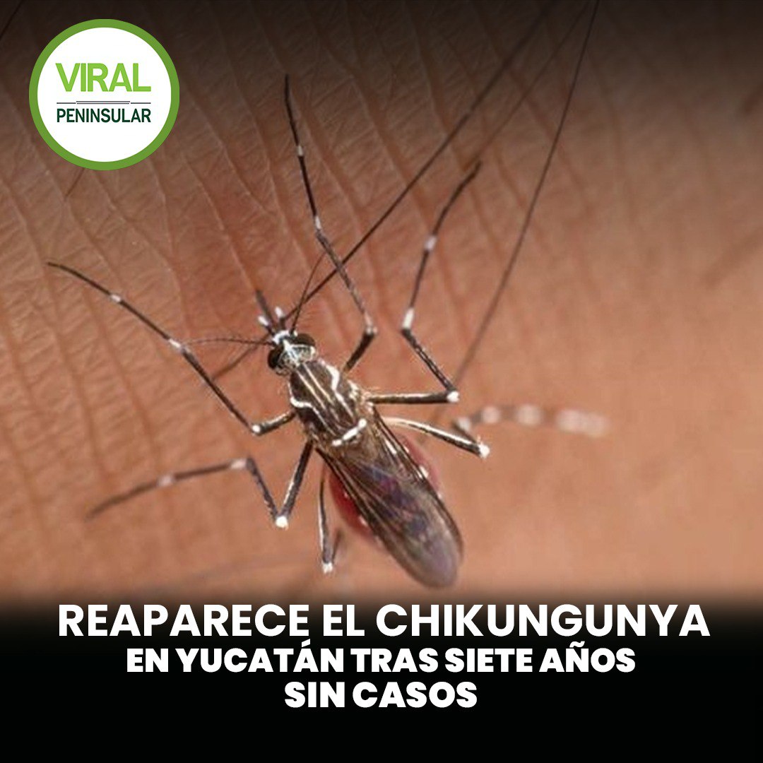 Reaparece el chikungunya en Yucatán tras siete años sin casos