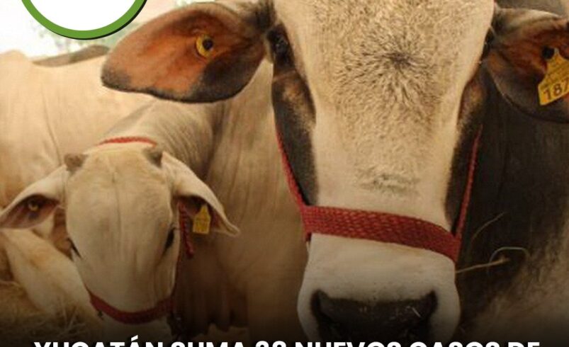 Yucatán suma 38 nuevos casos de gusano barrenador