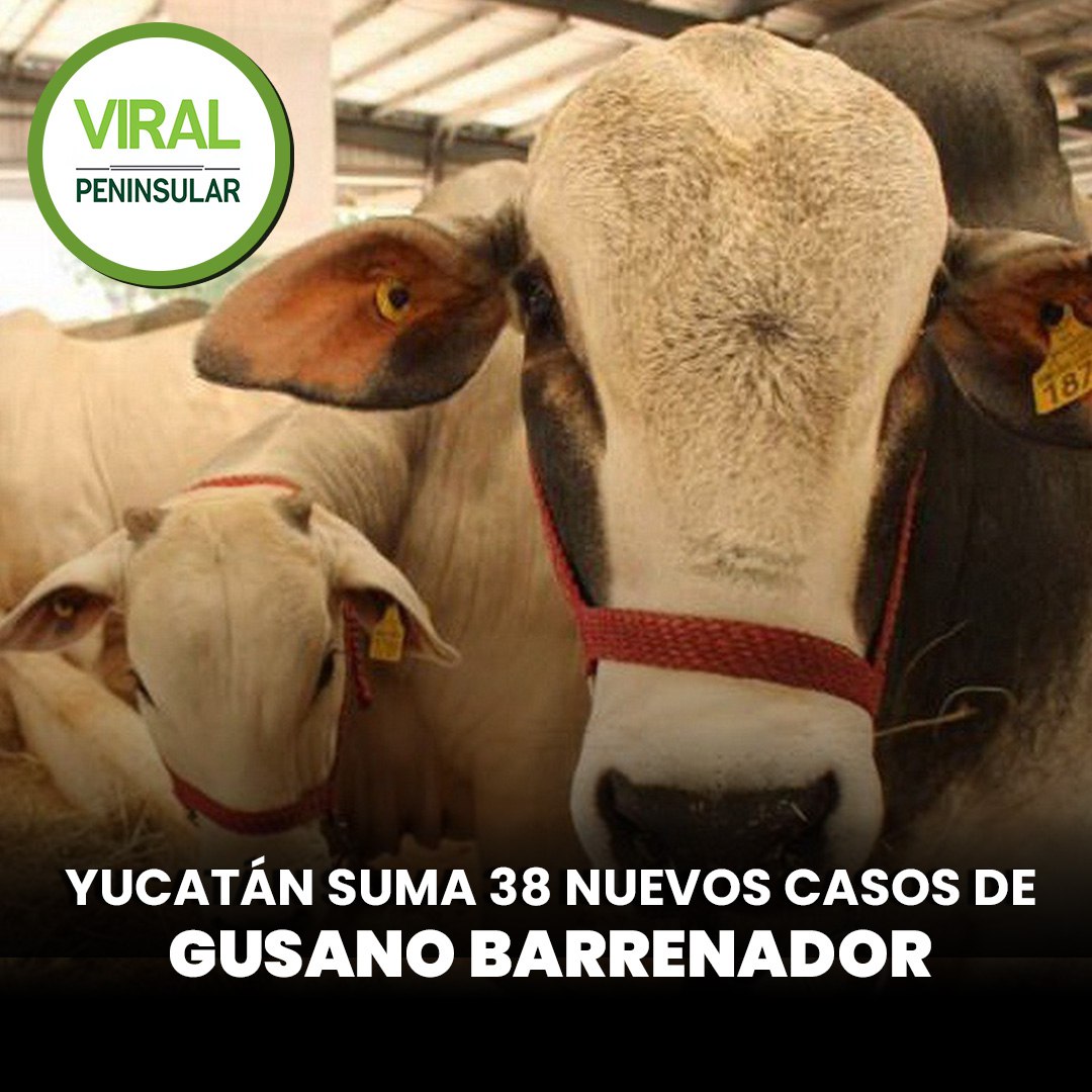 Yucatán suma 38 nuevos casos de gusano barrenador