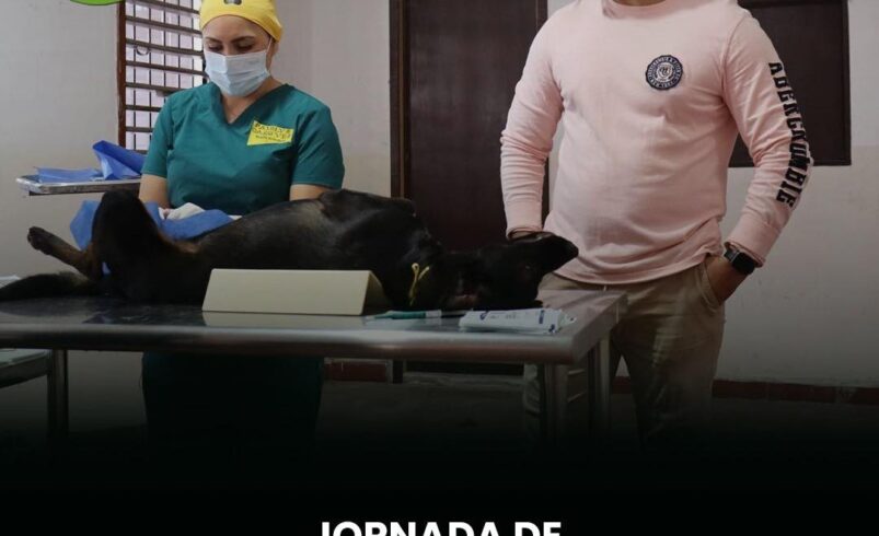 Jornada de esterilización animal en Progreso