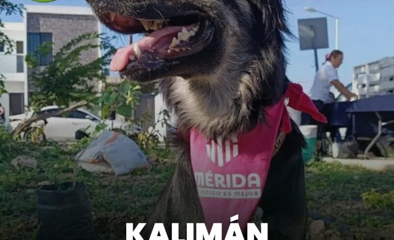 Kalimán, el perrito que ahora acompaña a Mérida