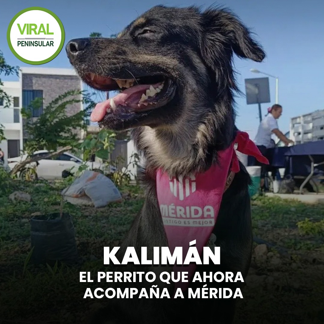Kalimán, el perrito que ahora acompaña a Mérida