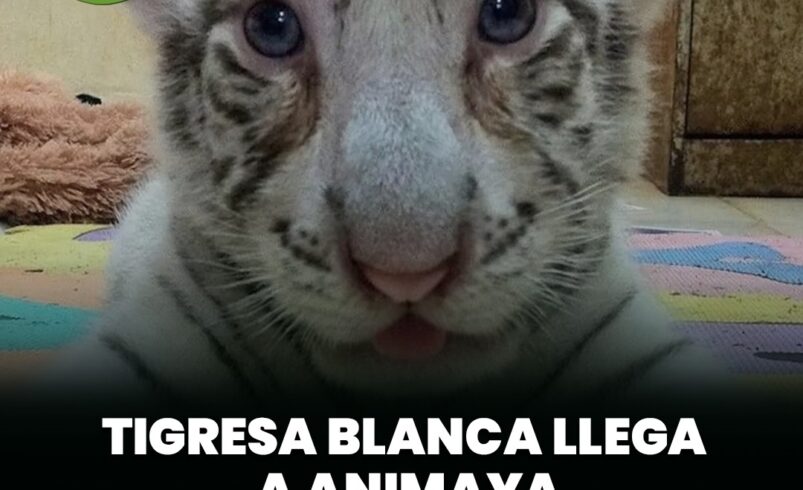 Tigresa blanca llega a Animaya para reforzar conservación