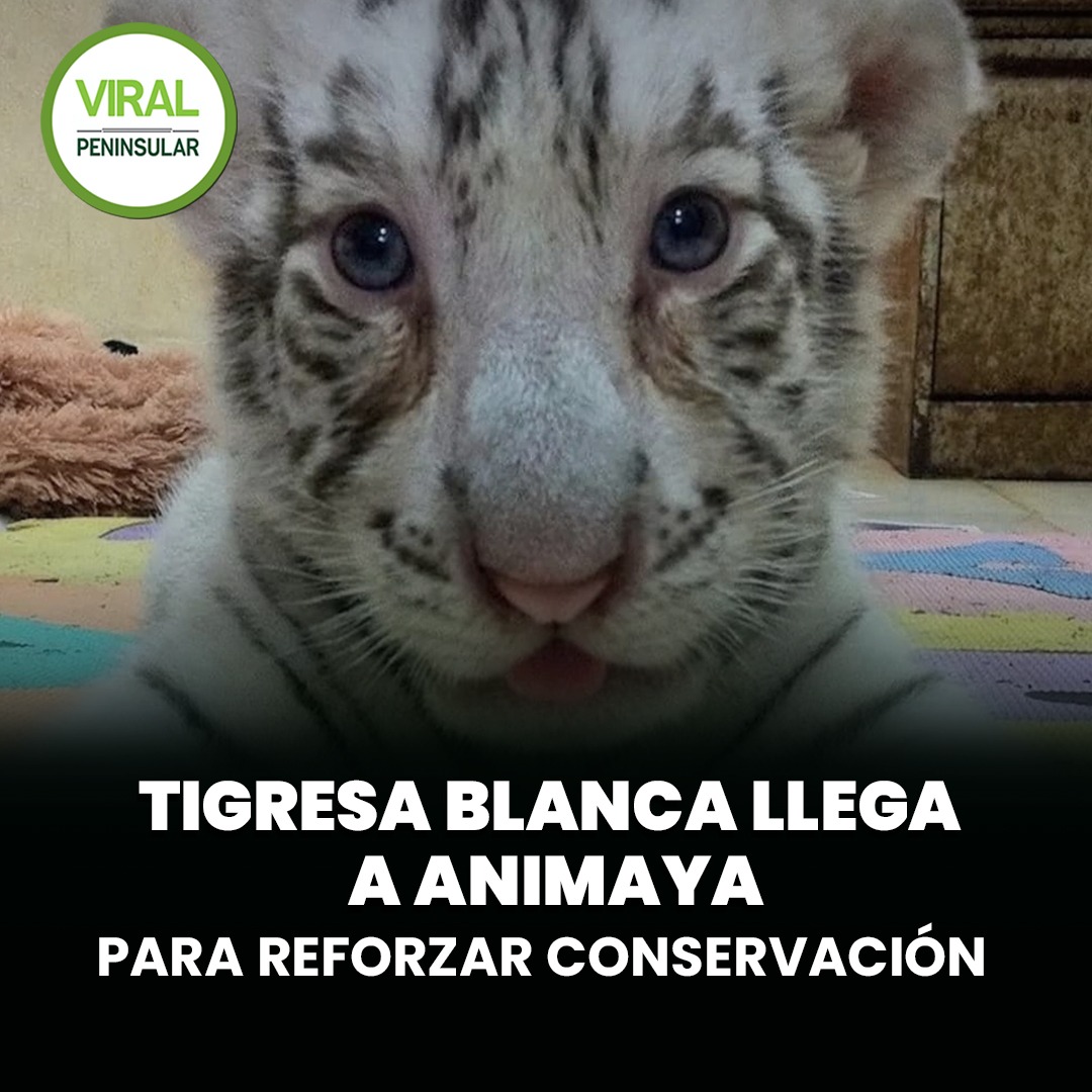 Tigresa blanca llega a Animaya para reforzar conservación