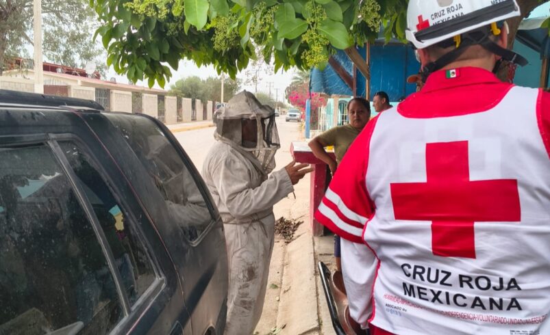 Ataque de enjambre de abejas deja cinco personas lesionadas en ejido de Viesca