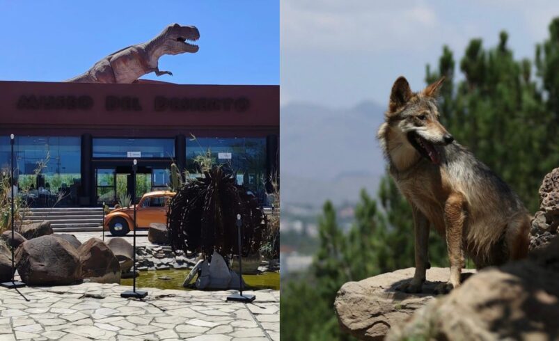 Del rescate a la vida silvestre: la labor del Museo del Desierto en la conservación de especies