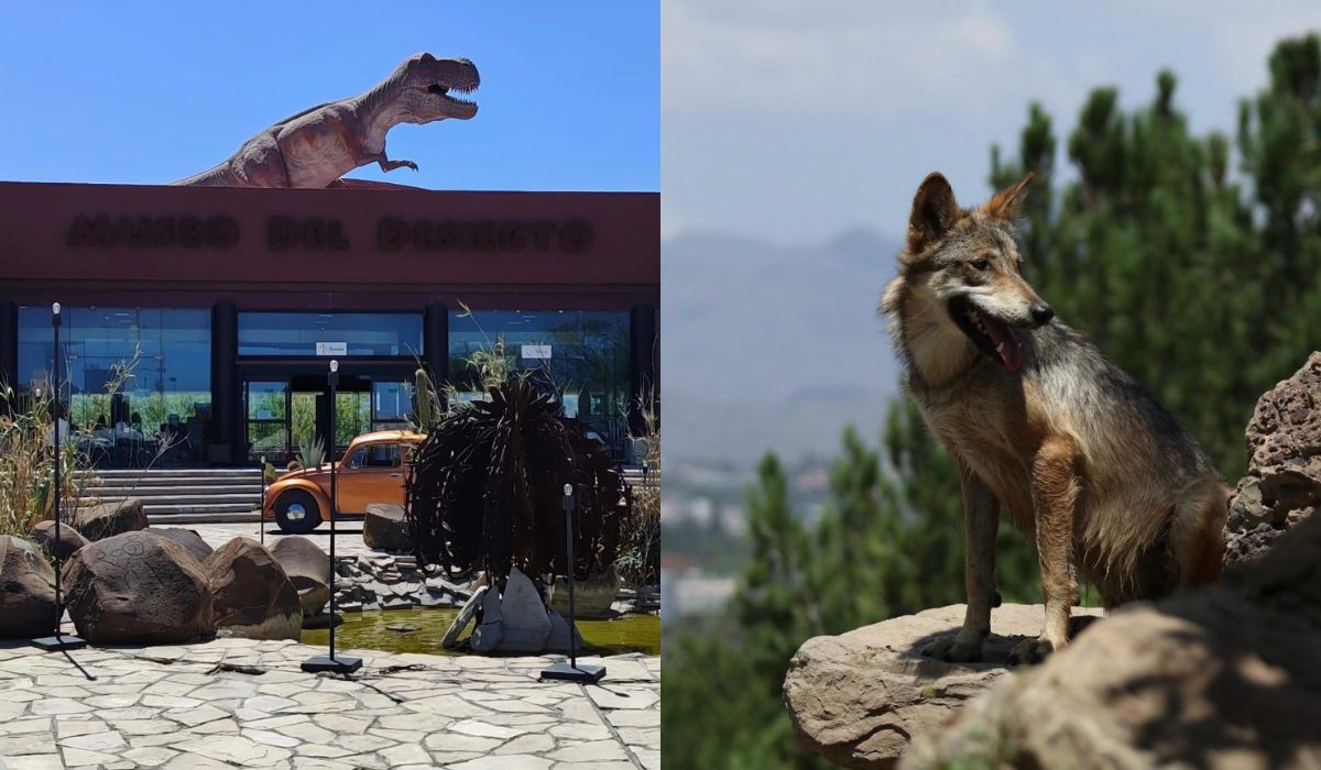 Del rescate a la vida silvestre: la labor del Museo del Desierto en la conservación de especies