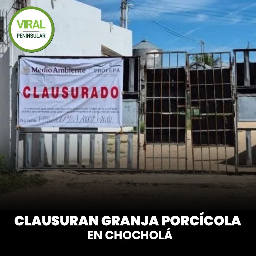 Clausuran granja porcícola en Chocholá