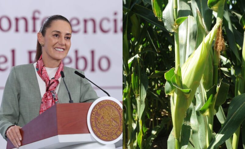 Sheinbaum reconoce caída en precio del maíz; asegura apoyos a los productores