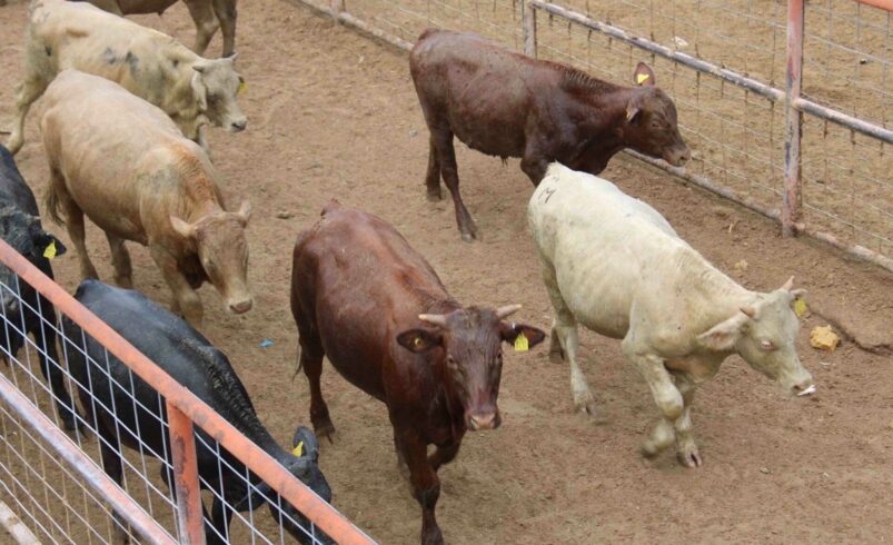Coahuila refuerza medidas sanitarias contra el gusano barrenador