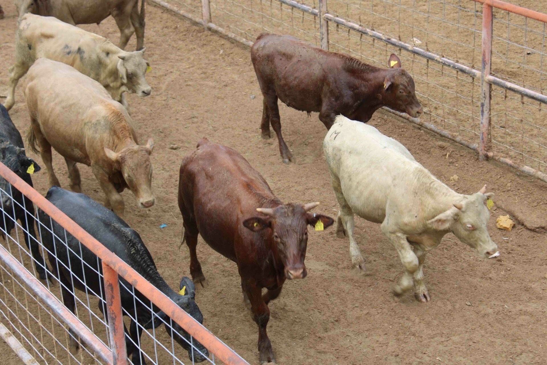 Coahuila refuerza medidas sanitarias contra el gusano barrenador