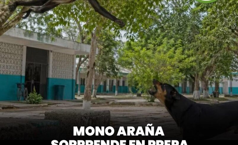 Mono araña sorprende en prepa de Dzidzantún y se vuelve viral