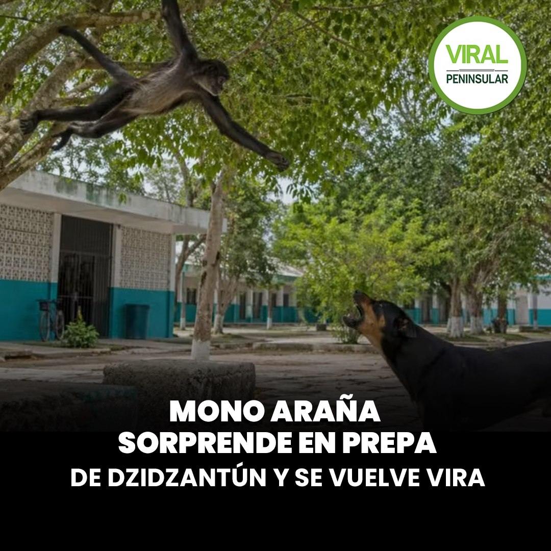 Mono araña sorprende en prepa de Dzidzantún y se vuelve viral
