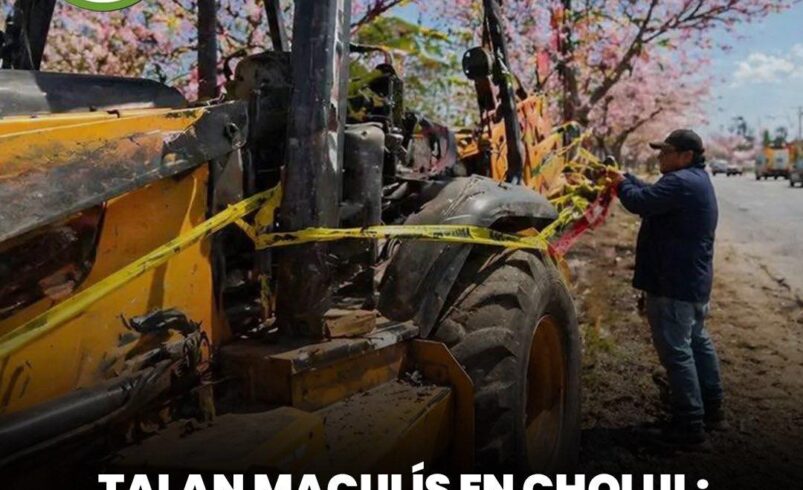 Talan maculís en Cholul; clausuran obra y crece polémica por permisos